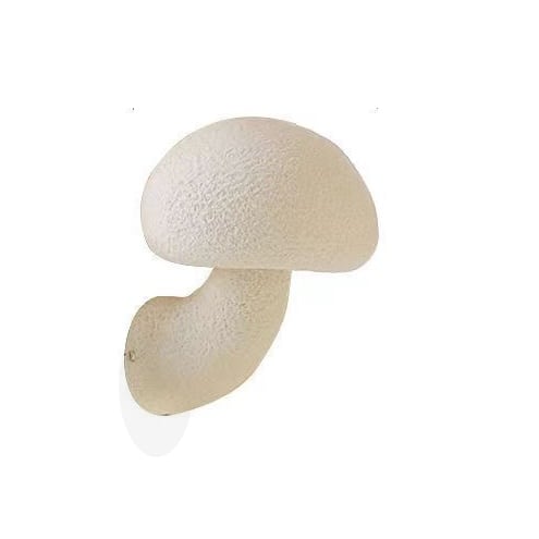 Mushroom Wabi-Sabi Style Resin Sconce